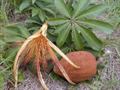 Pachira insignis